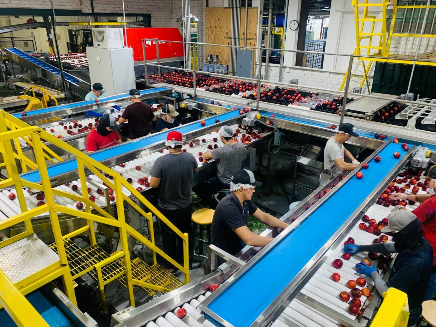 Workers and equipment on a food production line, inside a factory.